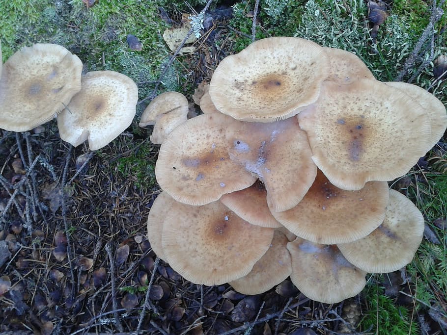mushroom, forest, autumn, fungus, land, vegetable, growth, plant HD wallpaper