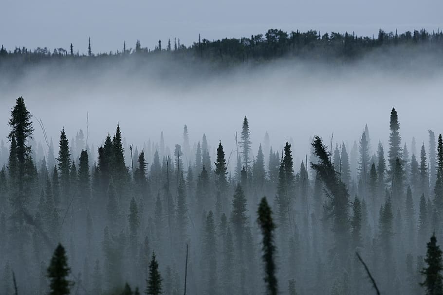 landscape photo of green trees during daytime, misty, forest HD wallpaper