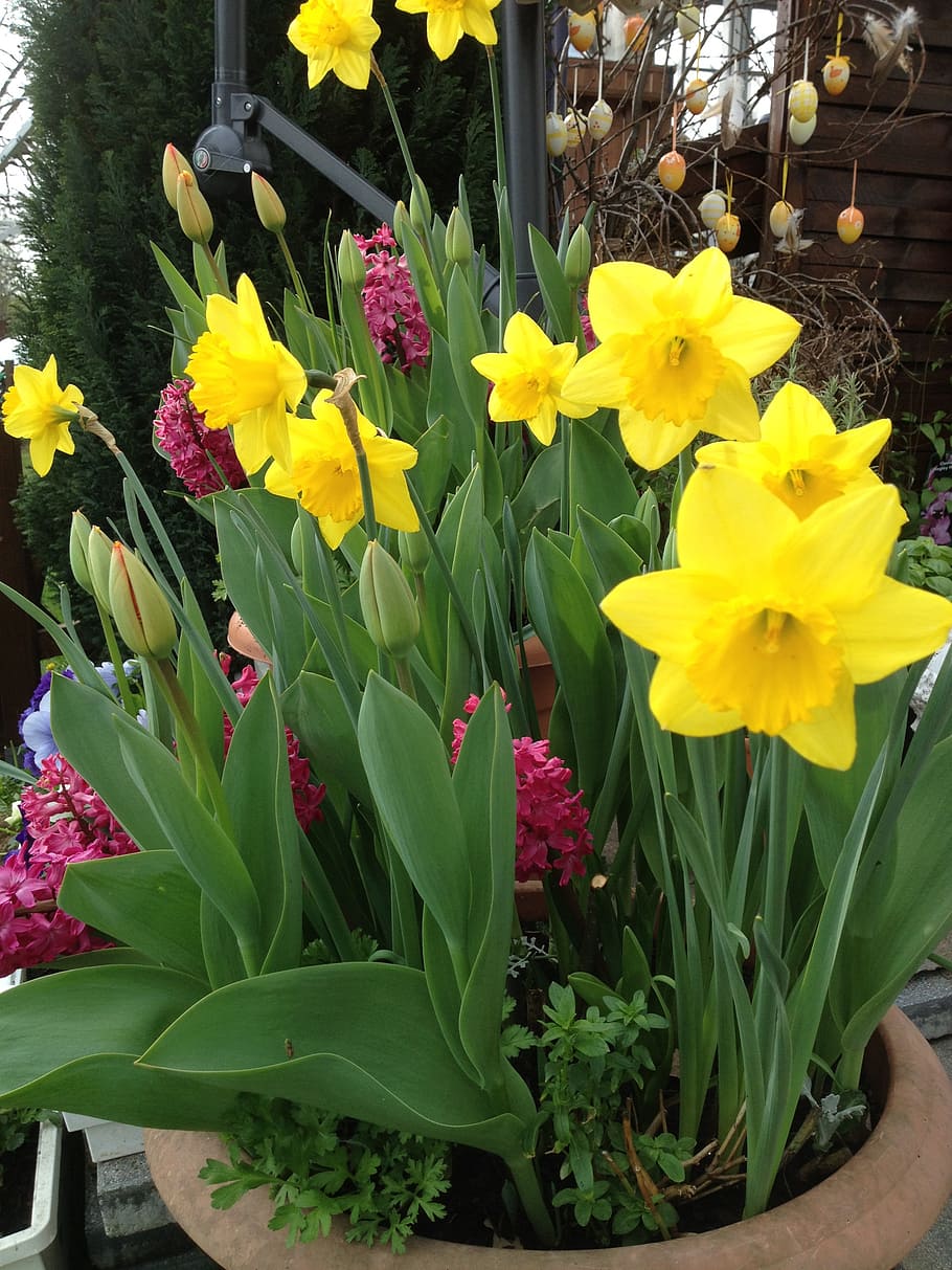 daffodils, tulips, springtime flowers, flowering plant, freshness HD wallpaper