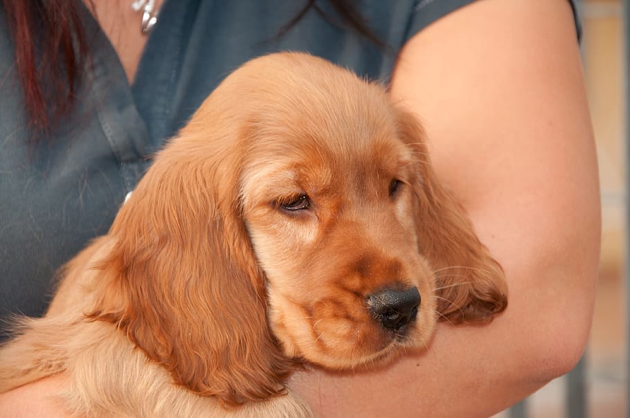 cocker, cocker spaniel, puppy, dog, pet, animal, animals, snowman HD wallpaper