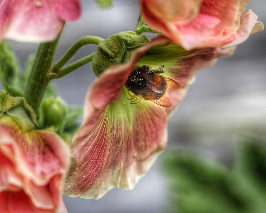 bumblebee, flower, summer, pollen, insect, flowering plant HD wallpaper