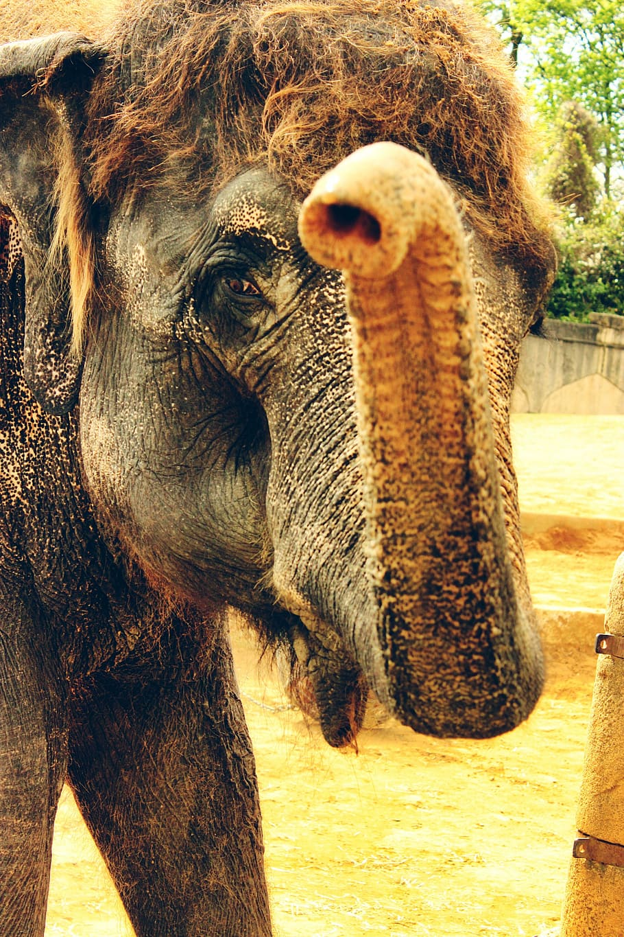 closeup photography of black elephant, trunk, indian, wildlife HD wallpaper