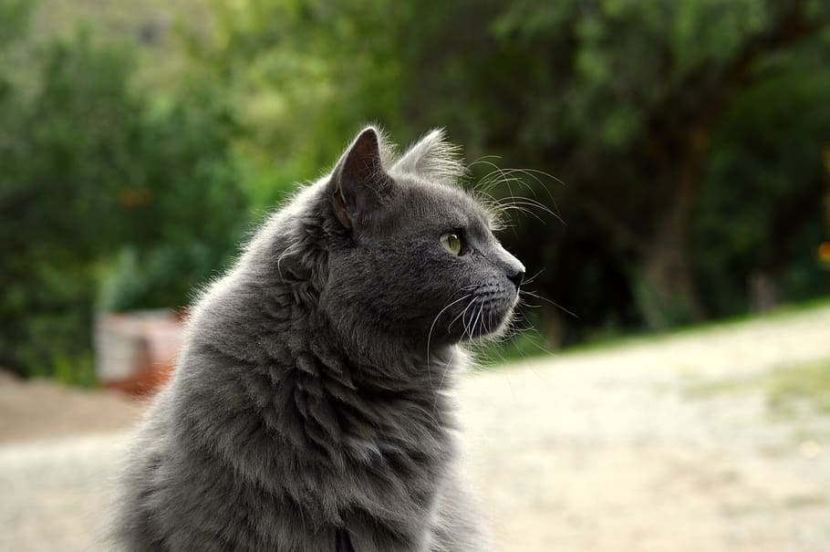 look, pets, animals, gata, domestic feline, cute cat, feline look HD wallpaper