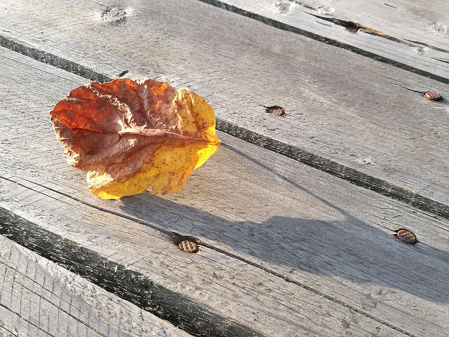 foliage, dry, plank, rust, wood - material, high angle view HD wallpaper