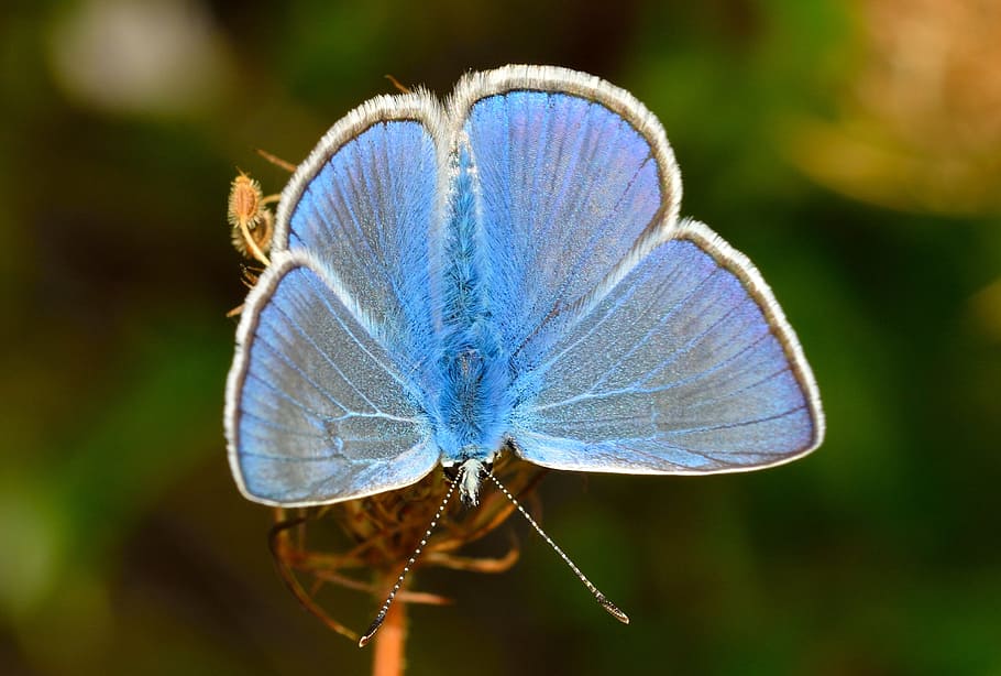 butterflies, polyommatus, icarus, insect, close-up, animal wildlife HD wallpaper