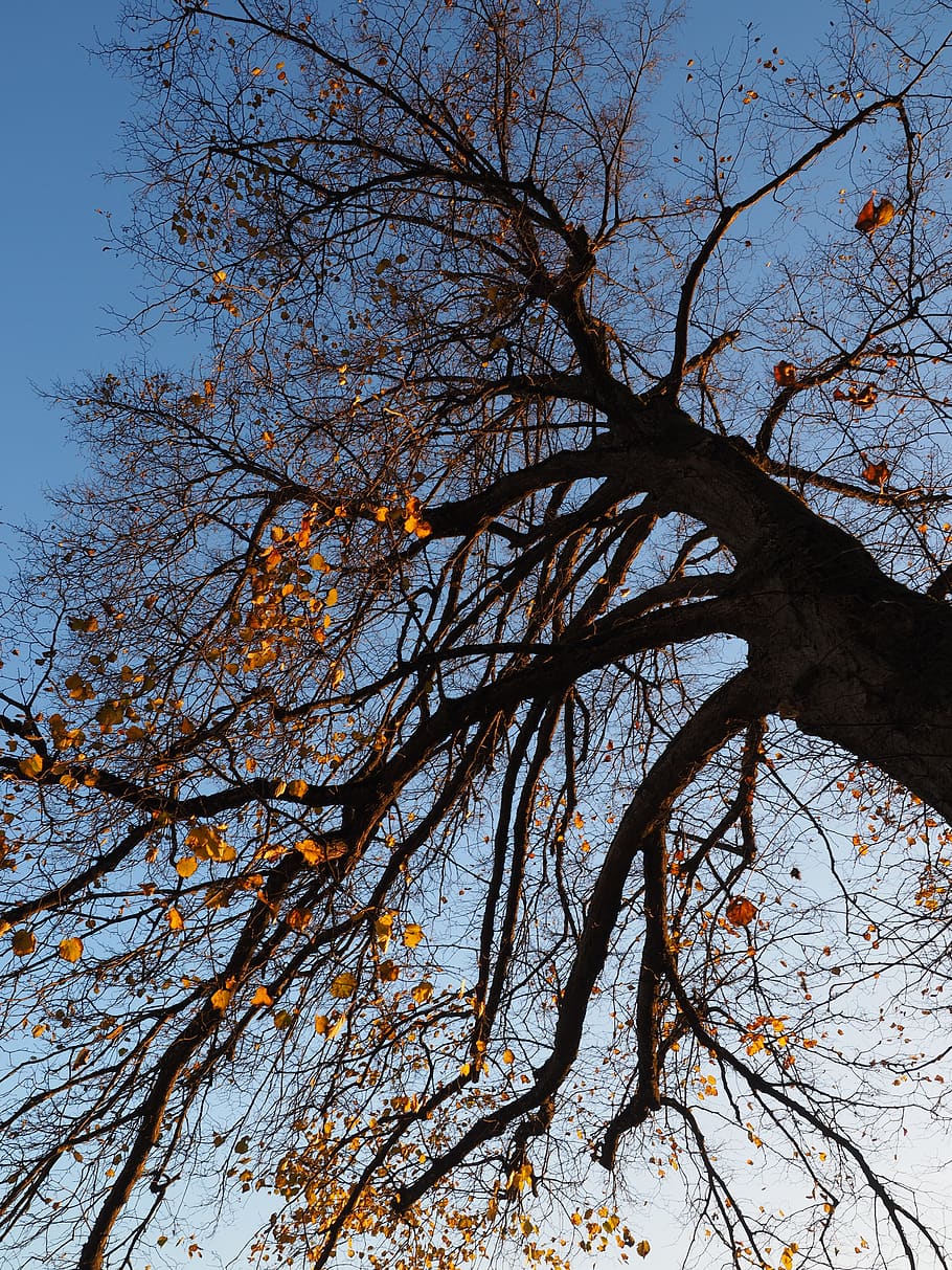 tree, autumn, linde, lime tree, log, leaves, sunny, colorful HD wallpaper