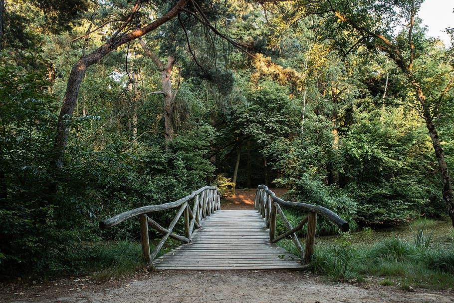 gaasterland, forest, park, bridge, trees, landscape, nature HD wallpaper