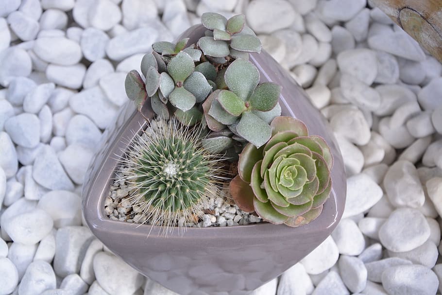 cactus, pot, cacti, succulent, garden, nature, decoration, offer HD wallpaper