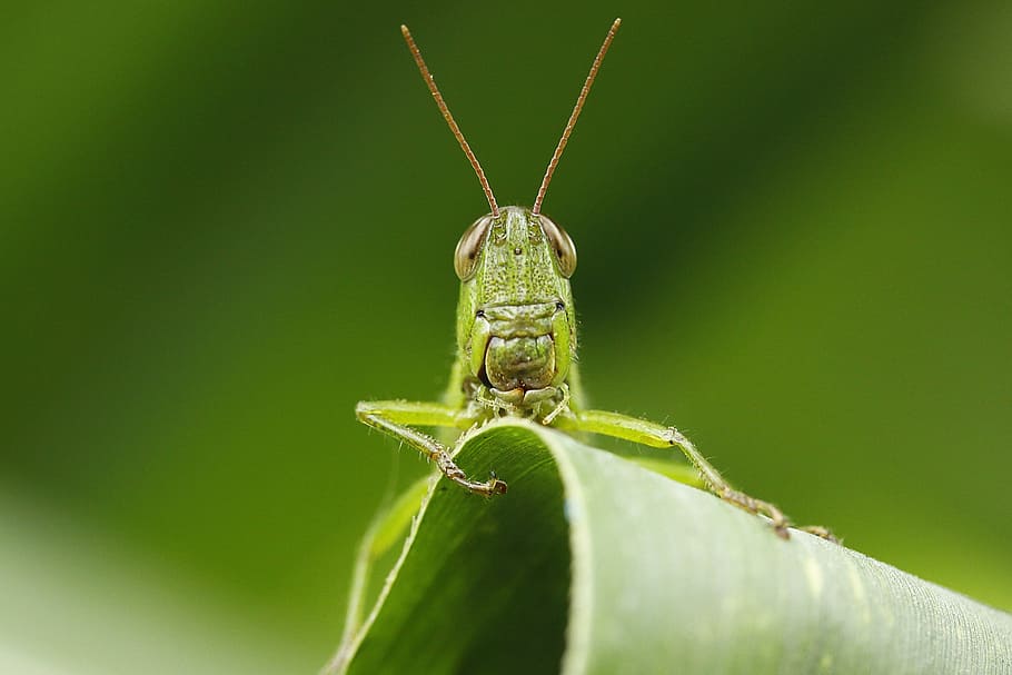 insect, leaf, grasshopper, macro, animal themes, invertebrate HD wallpaper