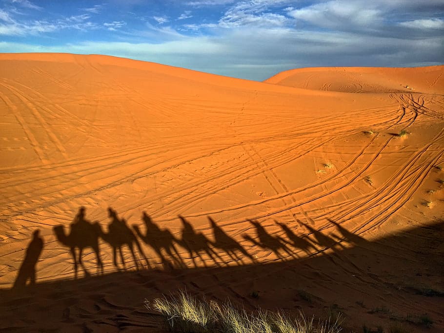 people riding on camels, morocco, desert, sand, africa, nature