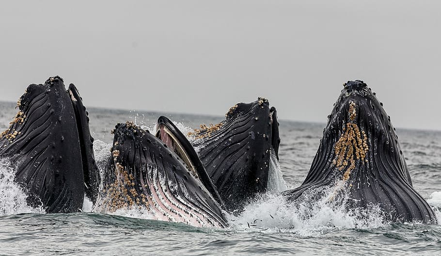 four shale in body of water under cloudy sky, humback whales HD wallpaper