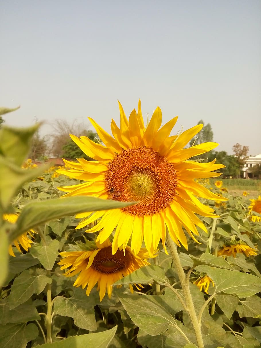 photography, mobile click, shots, camera, picture, design, lens HD wallpaper