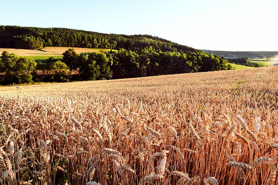 grain, cereals, summer, landscape, sunset, agriculture, plant HD wallpaper