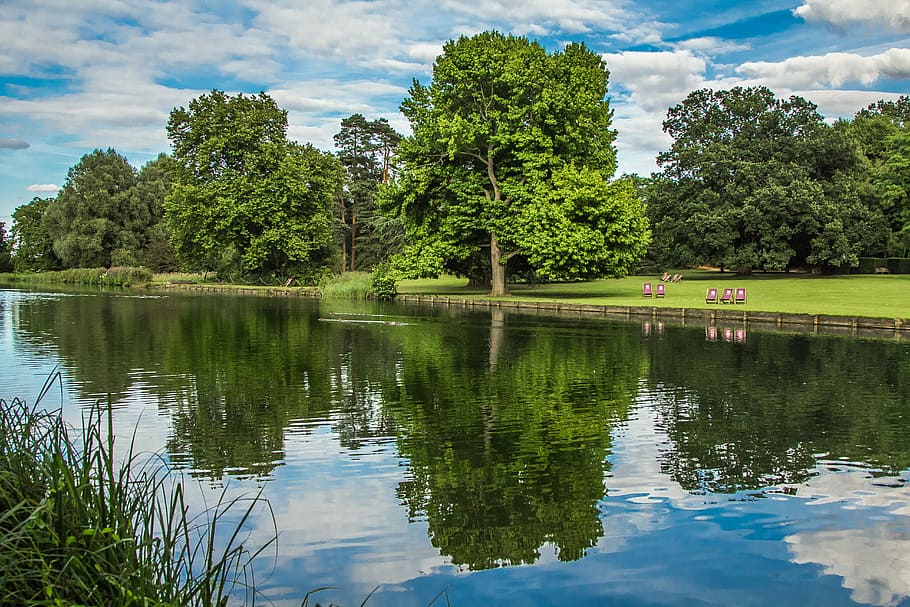 green leafed tree near water, trees, lake, reflection, nature HD wallpaper