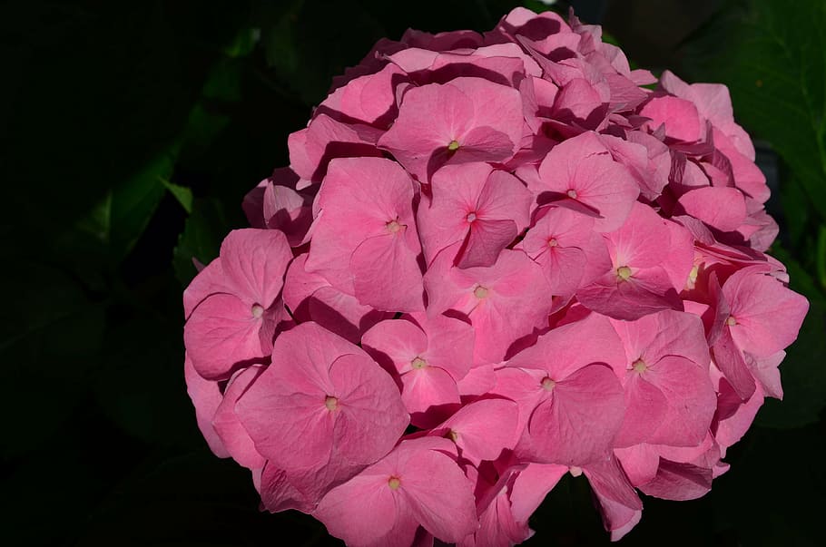 hydrangea, flower, blossom, bloom, plant, pink, hydrangea flower HD wallpaper