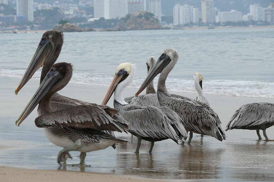 acapulco, ocean, mexico, pelikan, water, sand, birds, boat HD wallpaper