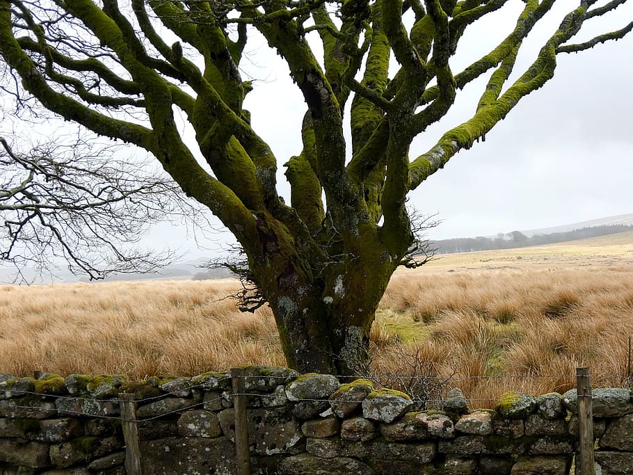 tree, moss, dartmoor, winter, wild, wildlife park, wintry, deer park HD wallpaper