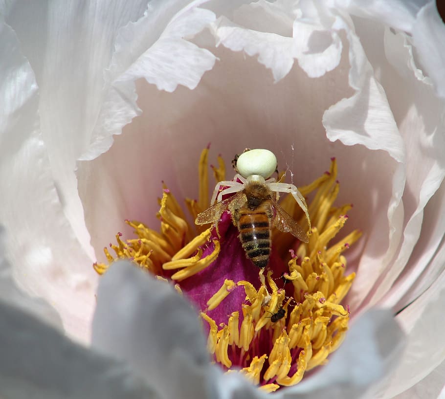 insect, nature, spider, flower, flowering plant, animal themes HD wallpaper