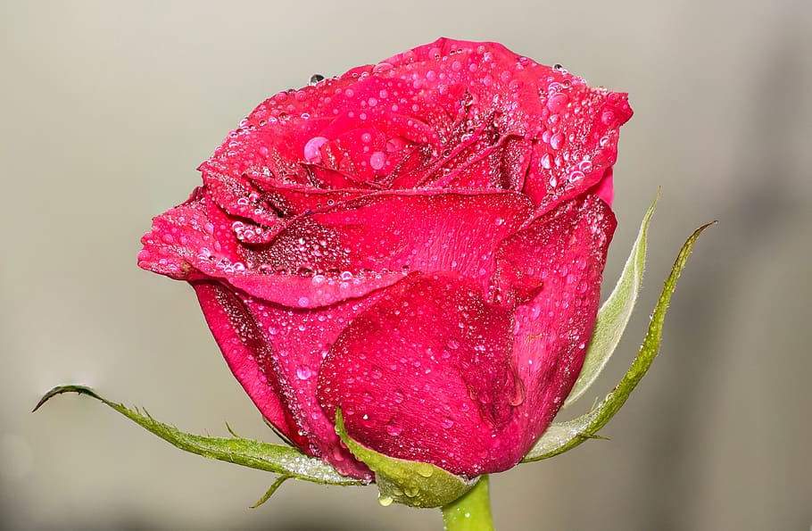 water dew on red rose, Artistic, Background, after rain, biology, HD wallpaper