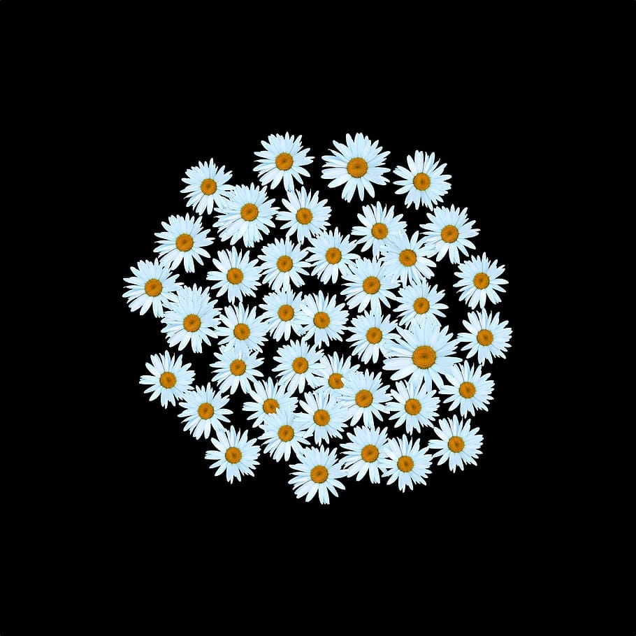 White Daisy, White, Flower, floral, plant, yellow, green, petal