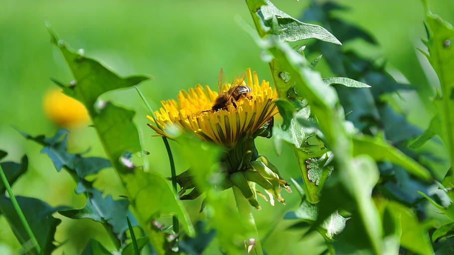 dandelion, bee, spring, flowers, flowering plant, invertebrate HD wallpaper