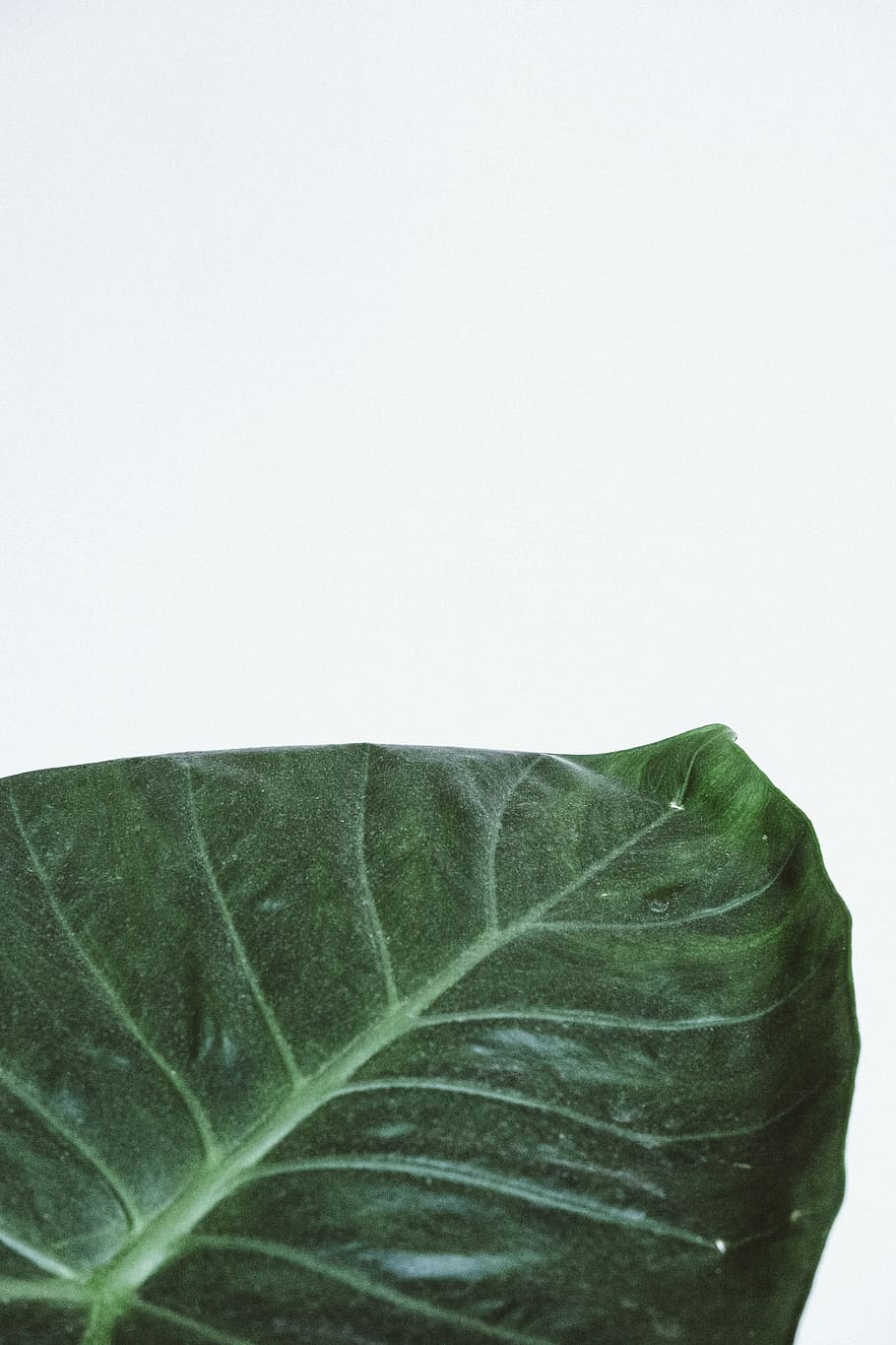 green leaf, green leaf with white background, plant, blank space HD wallpaper