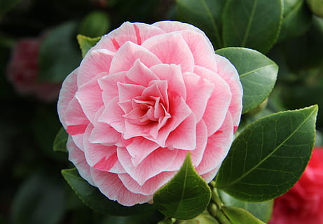 closeup photo pink petaled flower in full bloom, camellia, spring HD wallpaper