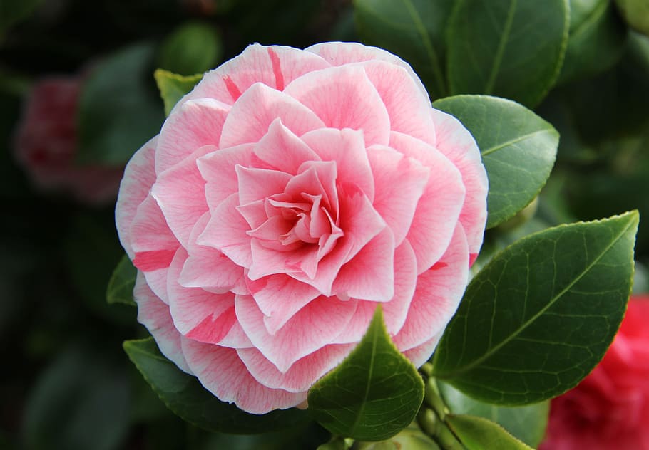 closeup photo pink petaled flower in full bloom, camellia, spring HD wallpaper
