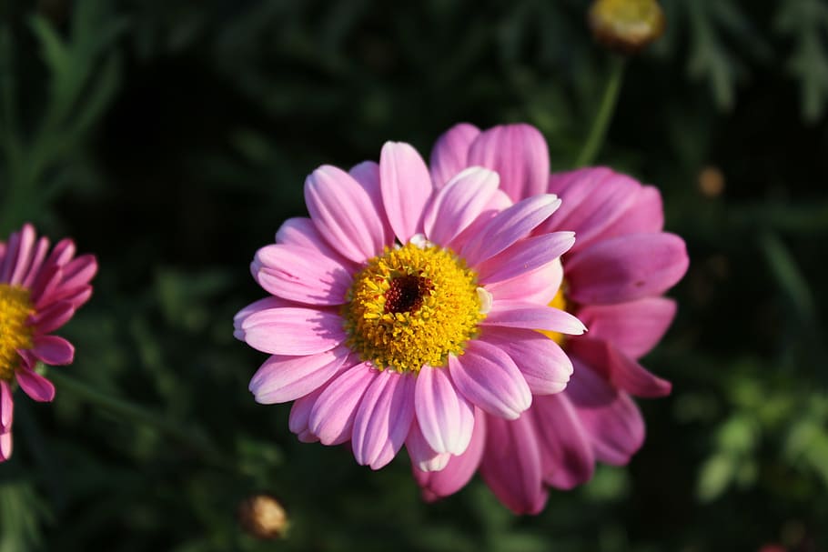 echinacea, flower, medicinal, nature, plant, daisy, summer HD wallpaper