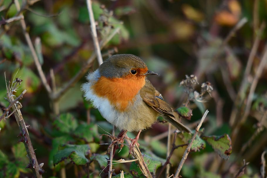 nature, wildlife, bird, tree, outdoors, robin, wind, ruffled HD wallpaper