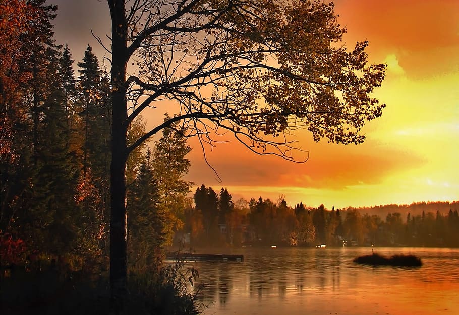 trees by the lake at golden hour, landscape, colors, nature HD wallpaper