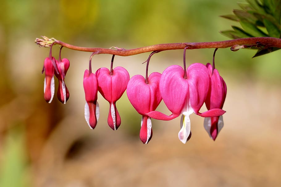 flowers, pink, background, close, pink flower, beauty in nature HD wallpaper