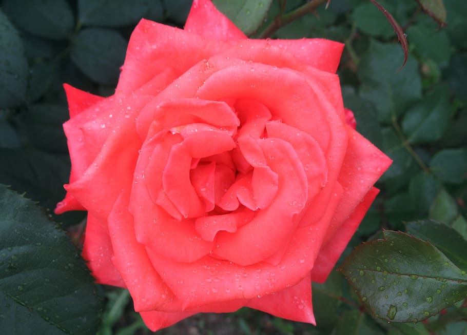 summer, rain, rose, flower, beauty in nature, flowering plant HD wallpaper
