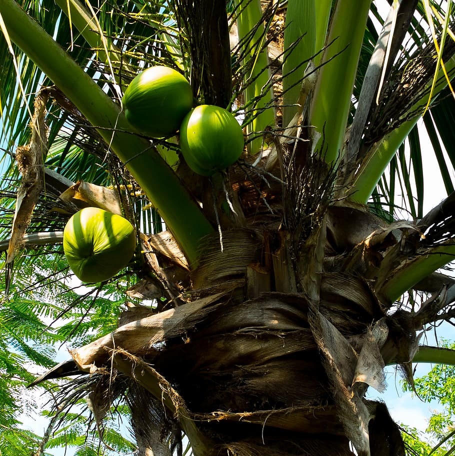 coconut tree, palm, coconuts, fruit, nature, palm Tree, tropical Climate HD wallpaper