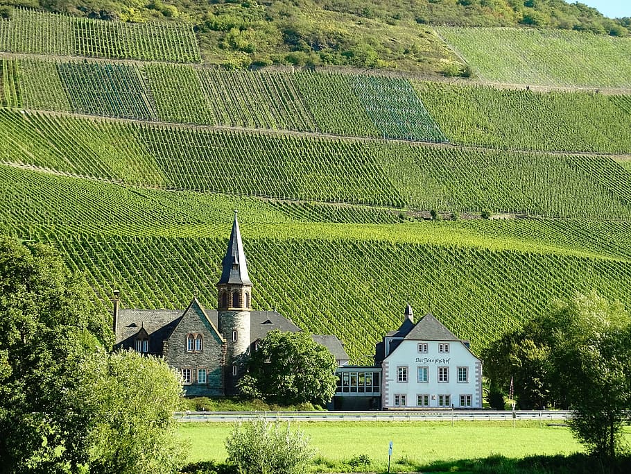 white house surrounded by green grass field, vineyards, mosel, HD wallpaper