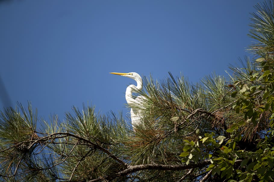 Great White Egret, Bird, Wildlife, large, tree, sky, big, pine needles, HD wallpaper