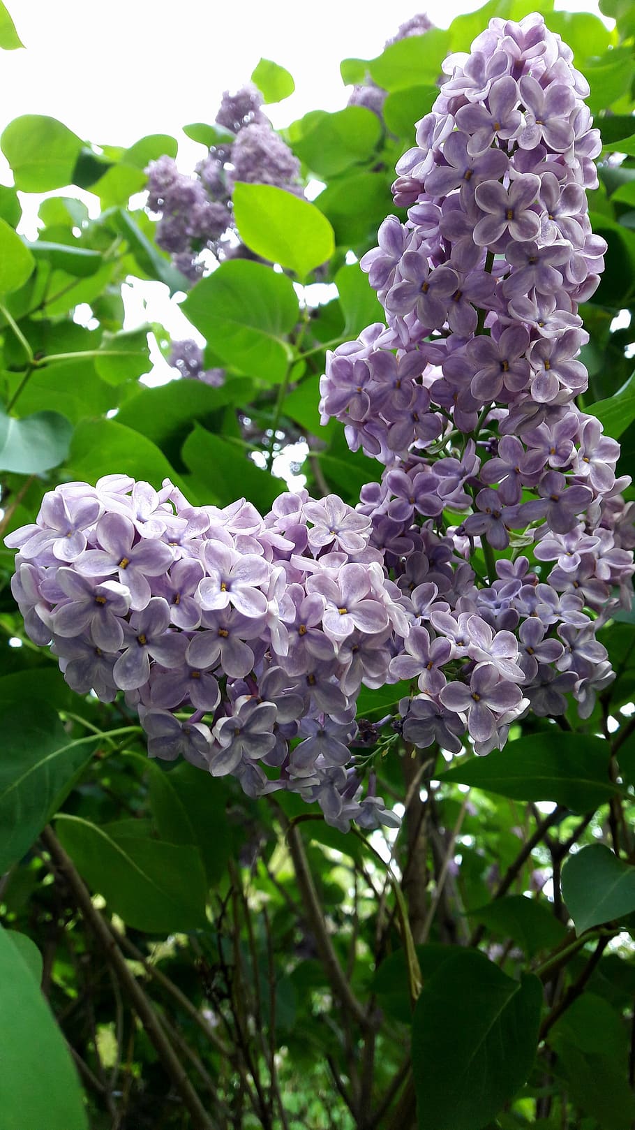 flowers, spring, lilac, nature, plant, flowering plant, vulnerability HD wallpaper