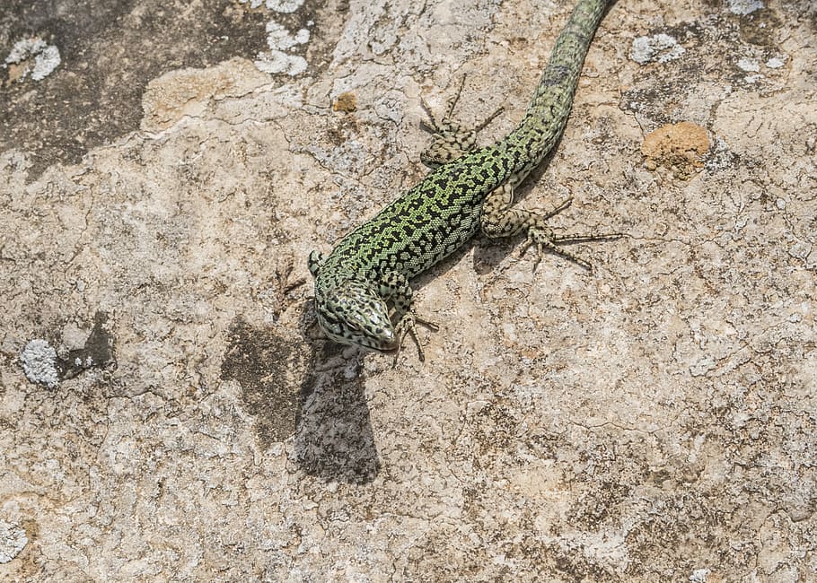 emerald lizard, ibiza, green, color, nature, animal, animal world HD wallpaper