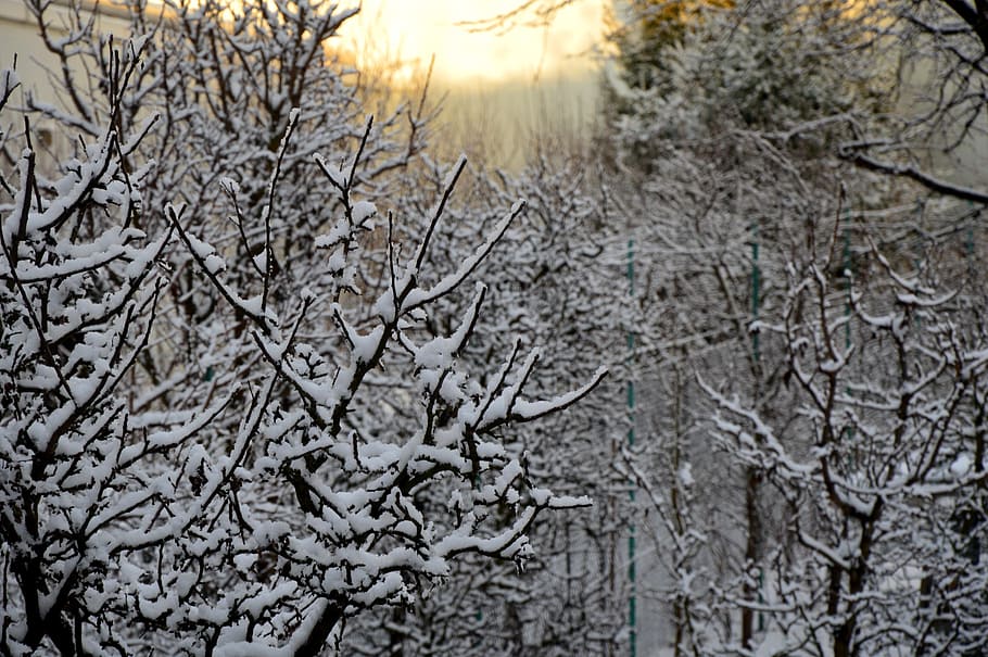Winter, Light, Trees, Snow, White, black, nature, no people HD wallpaper
