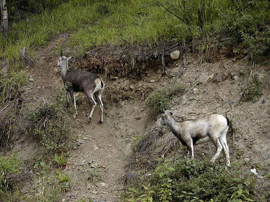 Mountain, Sheep, Animals, Wild, Wildlife, fauna, ungulate, rocky HD wallpaper