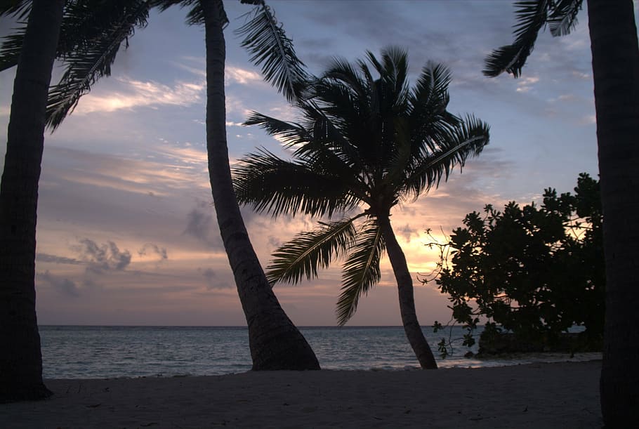 maldives, sunset, beach, water, sky, tree, sea, beauty in nature HD wallpaper