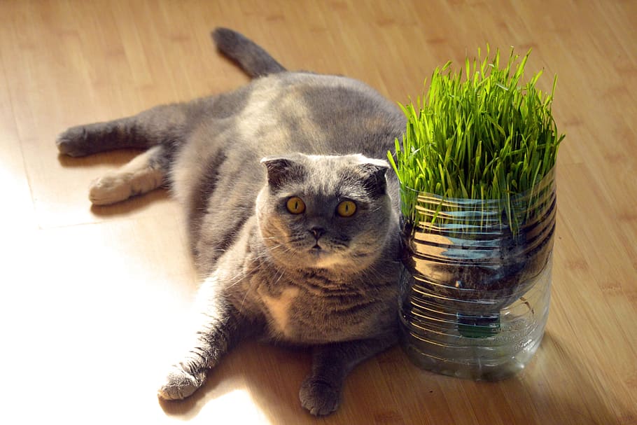 gray cat, Fat, Cat, Lying, Floor, Wooden, grey, cute, pet, animal HD wallpaper
