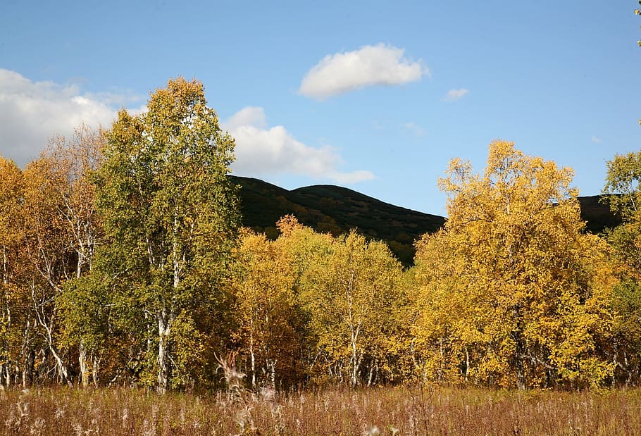 autumn, forest, trees, birch, golden autumn, fall colors, listopad HD wallpaper