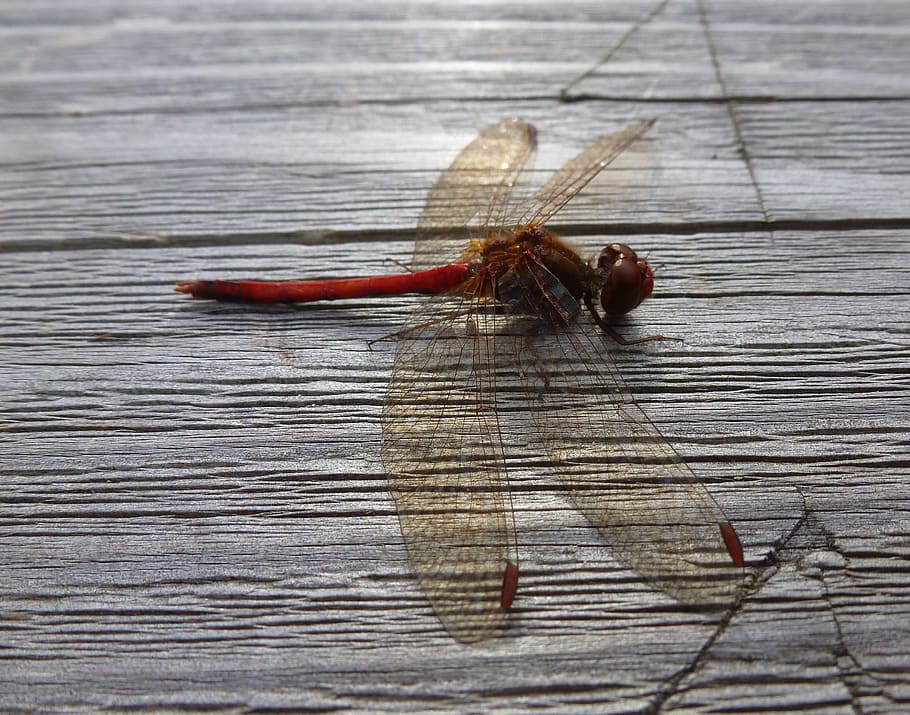 dragonfly, red, wings, insect, bug, macro, resting, wood, wood - material HD wallpaper