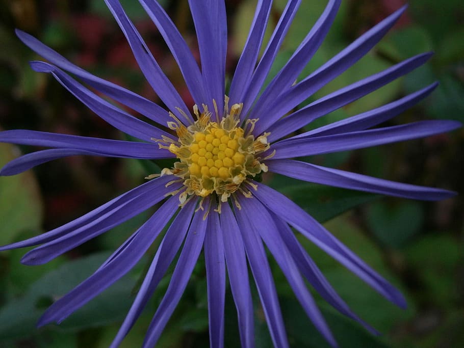 aster, composites, blossom, bloom, flower, purple, violet, blue HD wallpaper