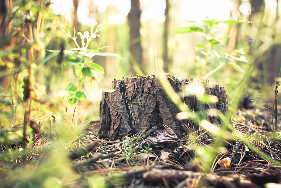 Stump in Forest, green, nature, tree, plant, outdoors, woodland HD wallpaper