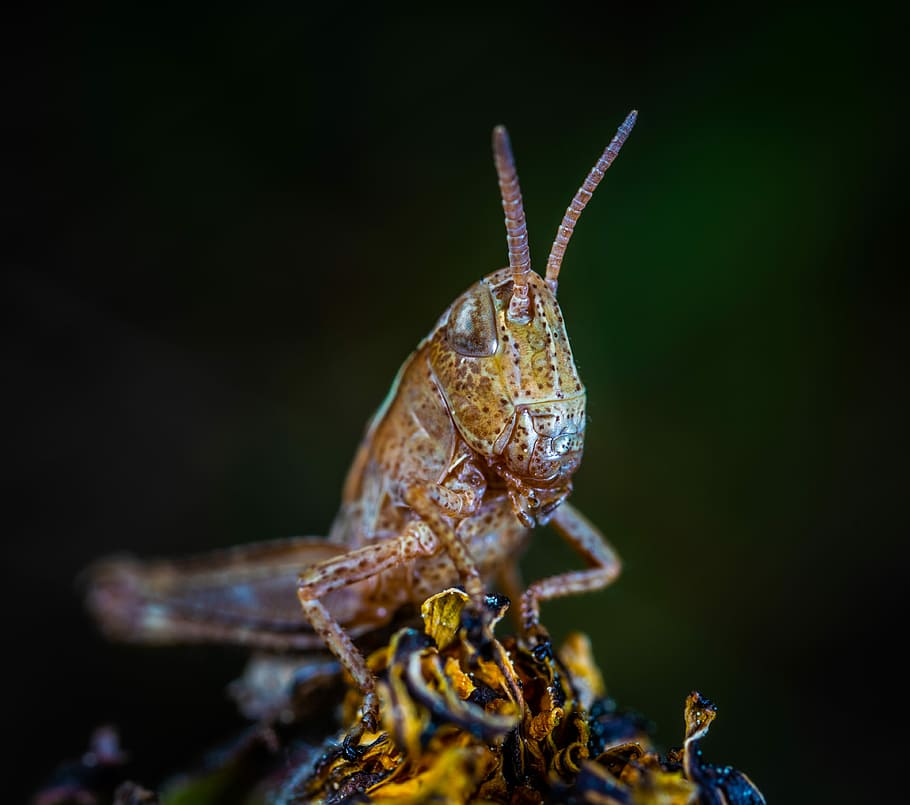 macro, insect, one animal, close-up, animal wildlife, animal themes HD wallpaper