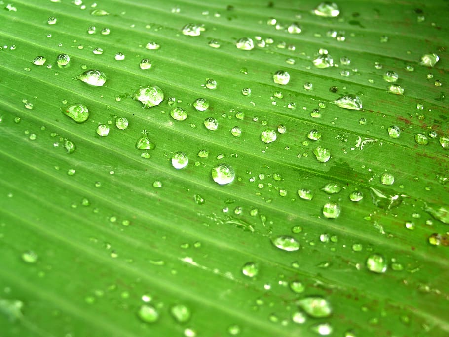 water, drops, leaf, grass, green, dew, rain, closeup, life