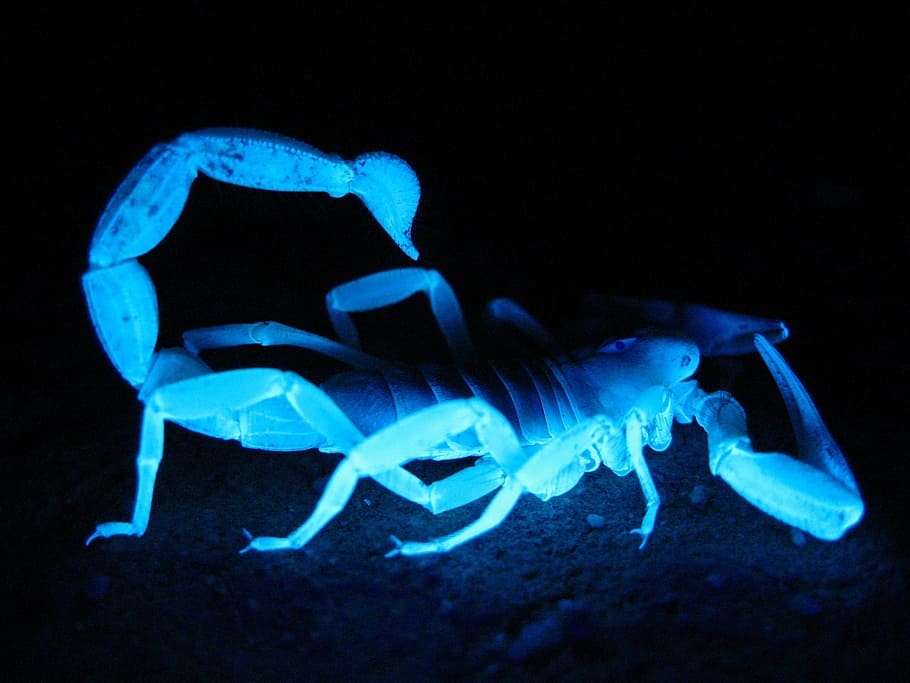 beige scorpion with blue light, giant hairy scorpion, fluorescent