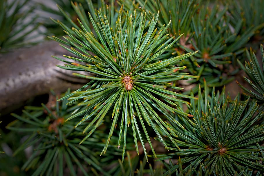 tree, needles, conifer, cedar, plant, branch, nature, close HD wallpaper